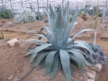 AGAVE WOCOMAHI