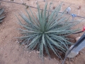 AGAVE XYLONACANTHA