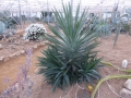 AGAVE YUCCOIDES