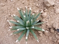 Agave albopilosa