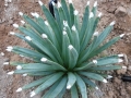 Agave albopilosa