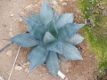 Agave aplanata