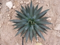 Agave arizonica