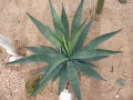 Agave aurea