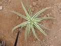 Agave bracteosa marginata