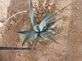 Agave cerulata nelsonii