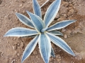 Agave cordillensis marginata