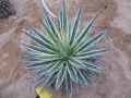 Agave filifera marginata