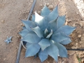 Agave flexipina