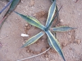 Agave franzosinii variegata