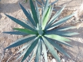 Agave funkiana