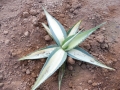Agave guiengola medio picta