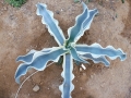 Agave gypsophila ivory curls