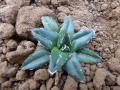 Agave hisameyuki cv