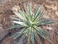 Agave leopoldii marginata