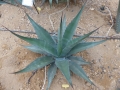 Agave macroculmis