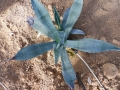 Agave mapisaga