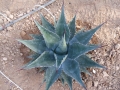 Agave montana ocean blue