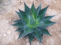 Agave montana