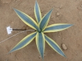 Agave neglecta