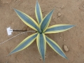 Agave neglecta