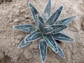 Agave nickelsiae