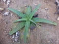 Agave nizadensis