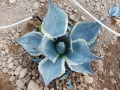 Agave parrasana variegata