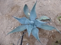 Agave parryi couesii