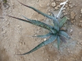 Agave peacockii