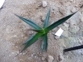 Agave pelona