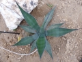 Agave protoamericana