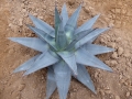 Agave pumila