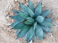 Agave royal spine, macroacantha X victoria reginae