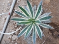 Agave schidigera marginata