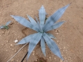 Agave segurae