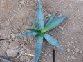 Agave sobria roseana