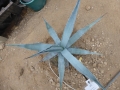 Agave sobria