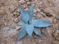 Agave sp isla ventura