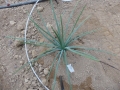 Agave tenuifolia