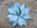 Agave titanota white ice