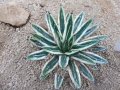 Agave victoria reginae shin yukiyama