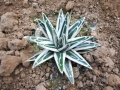 Agave victoria reginae white rhino