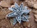 Agave victoriae reginae snow flake