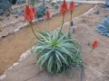 Aloe arborescens variegata