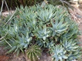 Aloe brevifolia