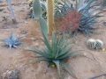 Aloe bulbilifera