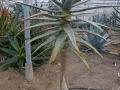 Aloe dichotoma