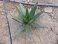 Aloe erythrophylla