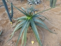 Aloe eximia